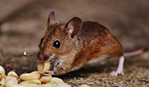 24 Hour & Emergency Exterminators in Somerset, MA